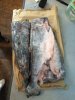 Oncorhynchus keta 4.jpg