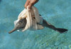 dolphin-3.jpg