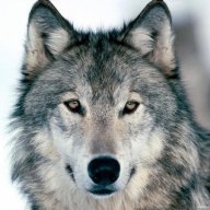 wolf88