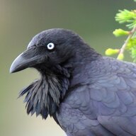 MysteryRaven