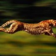 Gepard