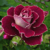 Roze