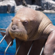 Морж
