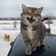 Luk