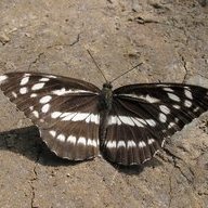 Neptis