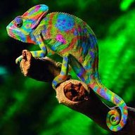 Hameleon25