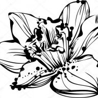 Narcis
