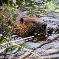 BoberVreke