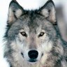 wolf88