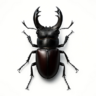 INSECT