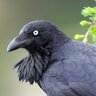 MysteryRaven