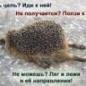 haski