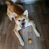 cheezy