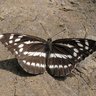 Neptis