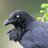 MysteryRaven